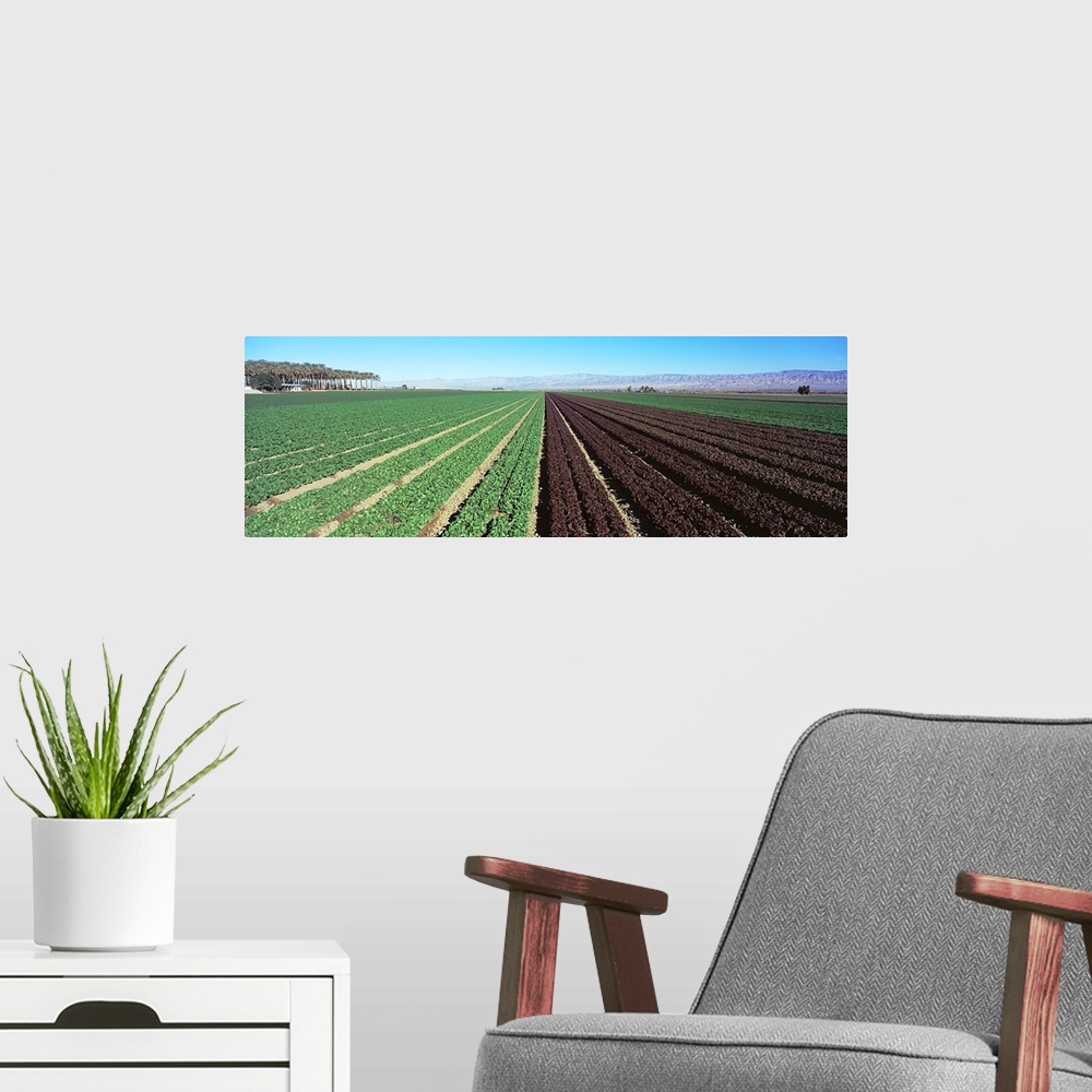 A modern room featuring Lettuce crop in a field, Indio, Coachella Valley, Riverside County, California,