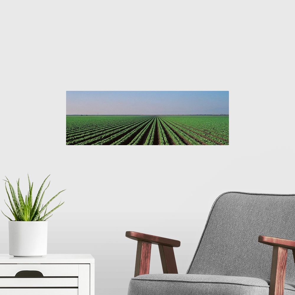 A modern room featuring Lettuce field San Joaquin Valley Fresno CA