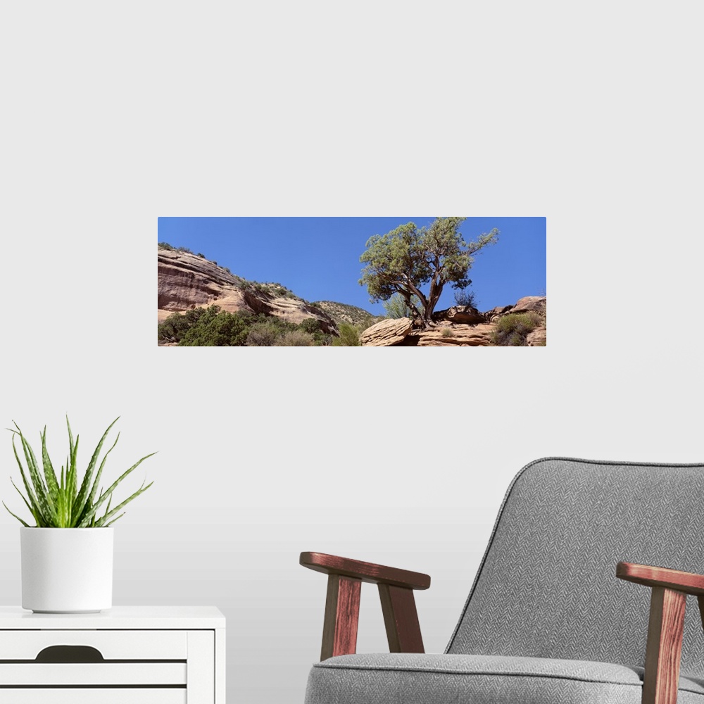 A modern room featuring Lone Pinyon Pine Colorado National Monument CO