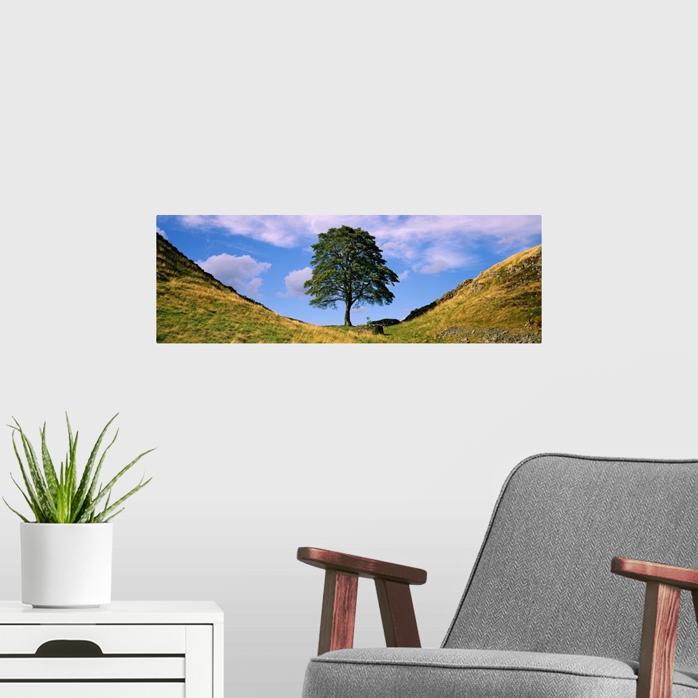 A modern room featuring Panoramic photograph of a lone tree against a blue sky with white clouds, in Sycamore Gap, alongs...