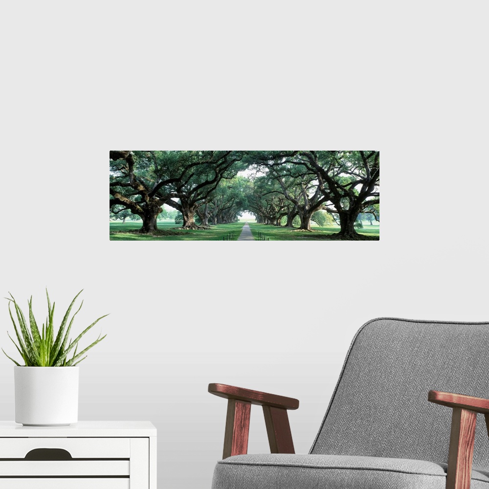 A modern room featuring This panoramic wall art is a walkway through a park down an avenue of old deciduous trees.