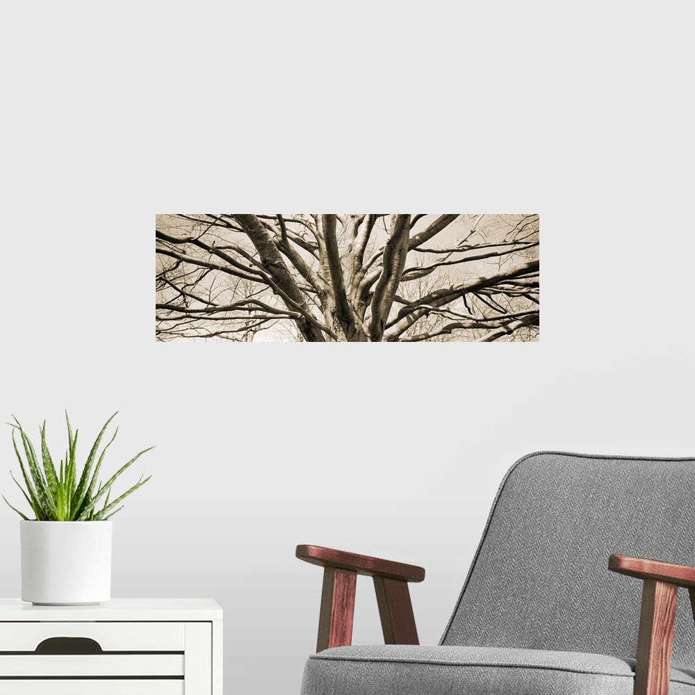 A modern room featuring Low angle view of a bare tree