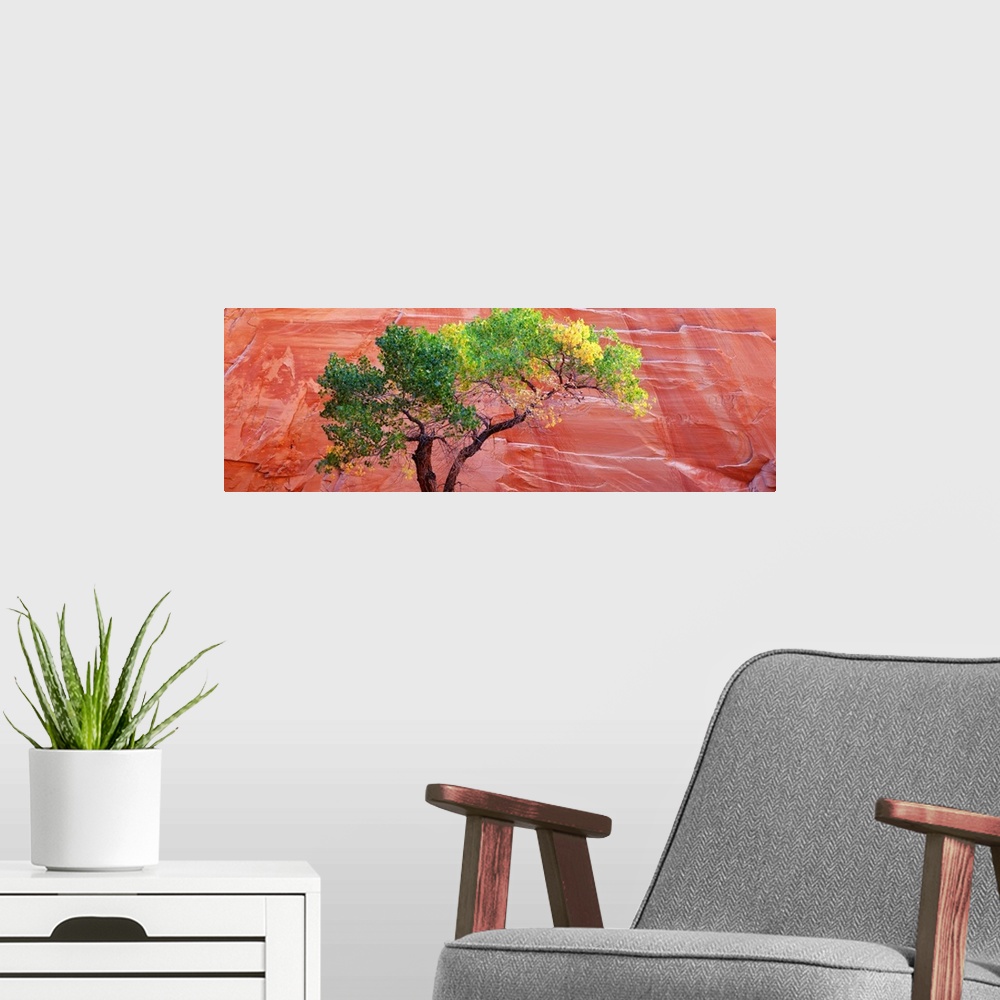 A modern room featuring Big panoramic photo on canvas of a tree contrasted in front of a large red rock formation.