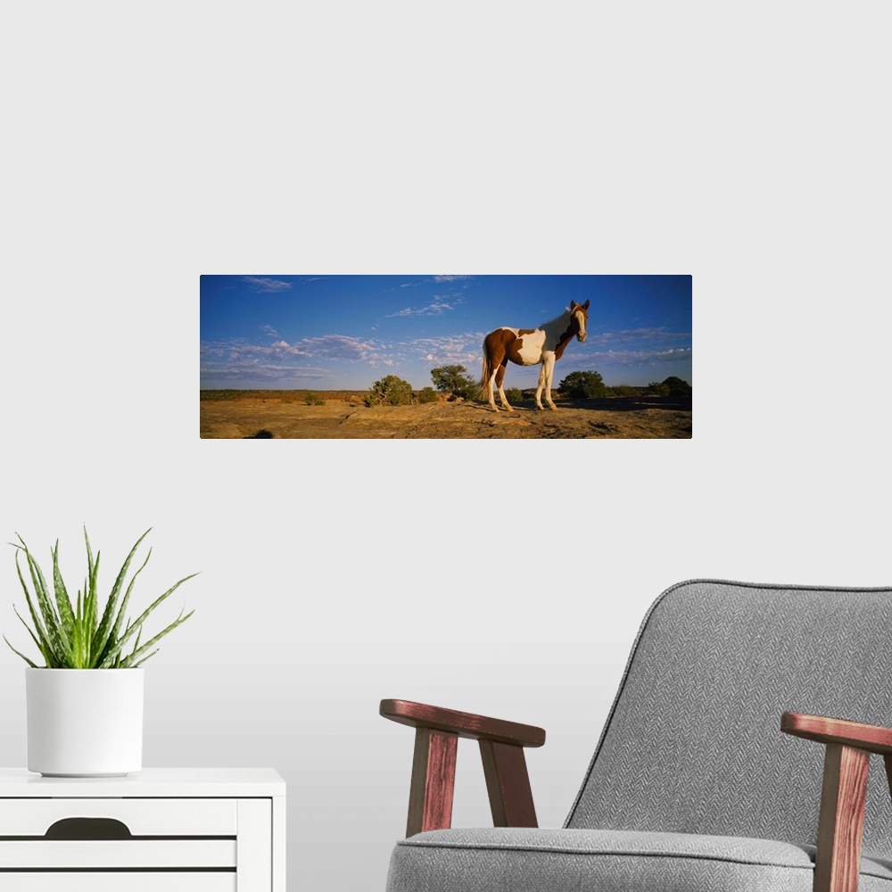 A modern room featuring Low angle view of a pony standing in a field, New Mexico
