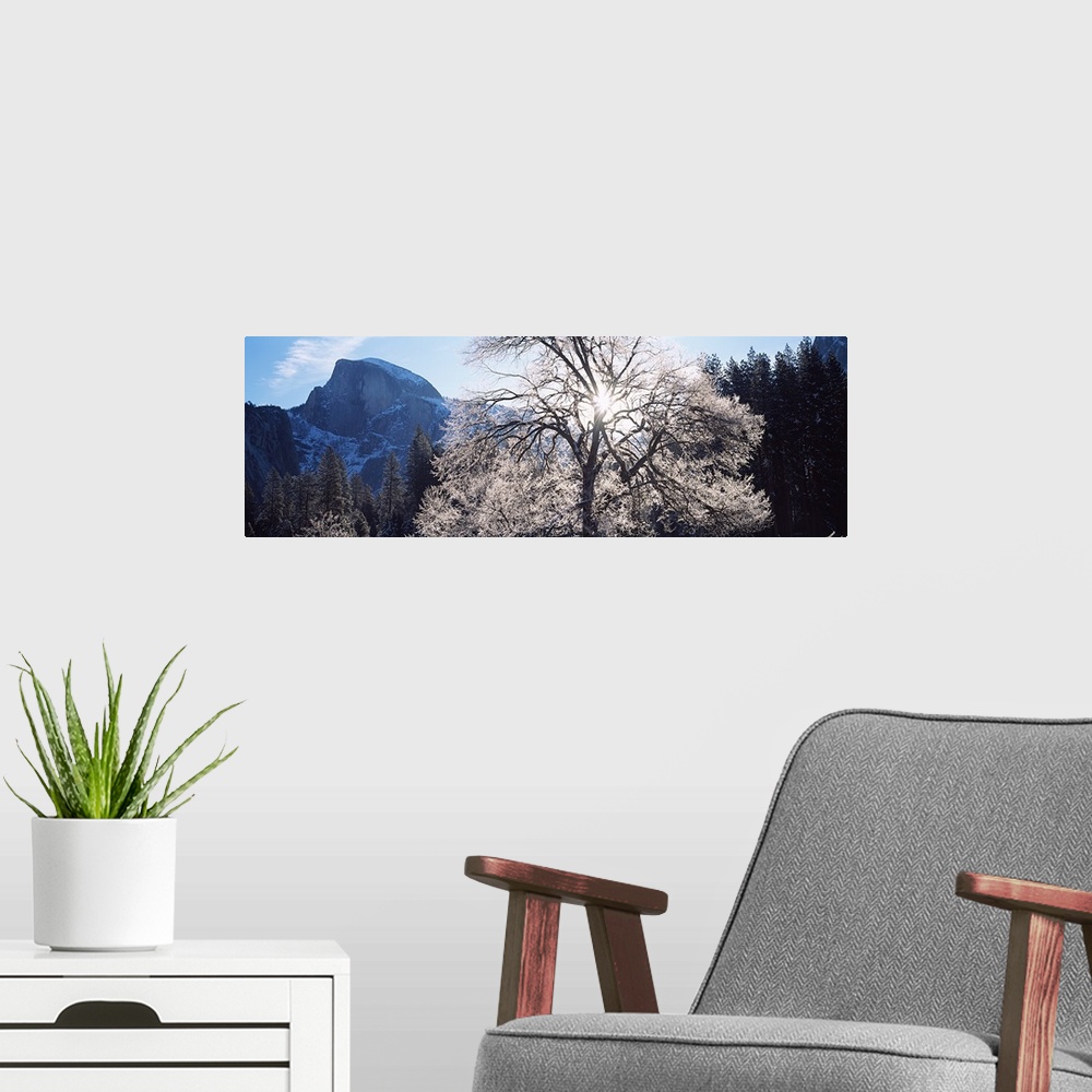 A modern room featuring Low angle view of a snow covered oak tree, Yosemite National Park, California,