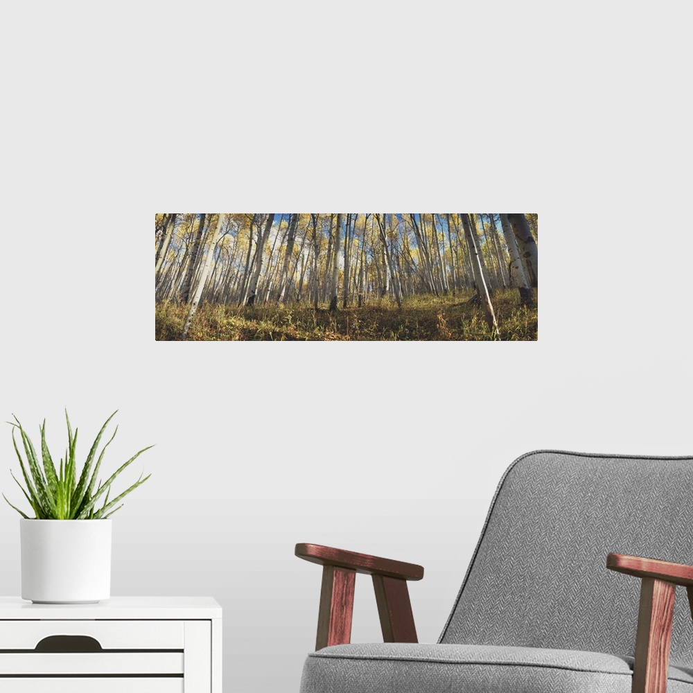 A modern room featuring Low angle view of aspen trees, Uncompahque National Park, Colorado