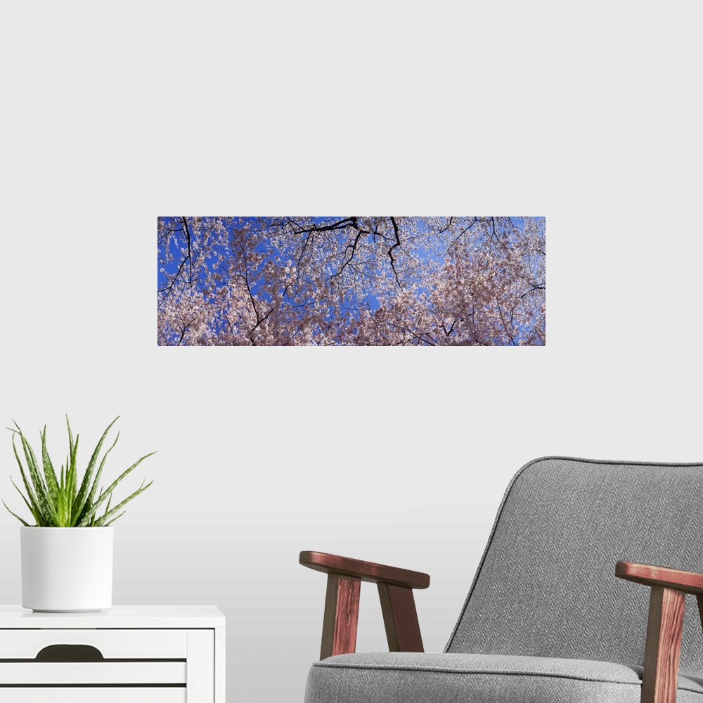 A modern room featuring Low angle view of cherry blossom trees, Washington State,