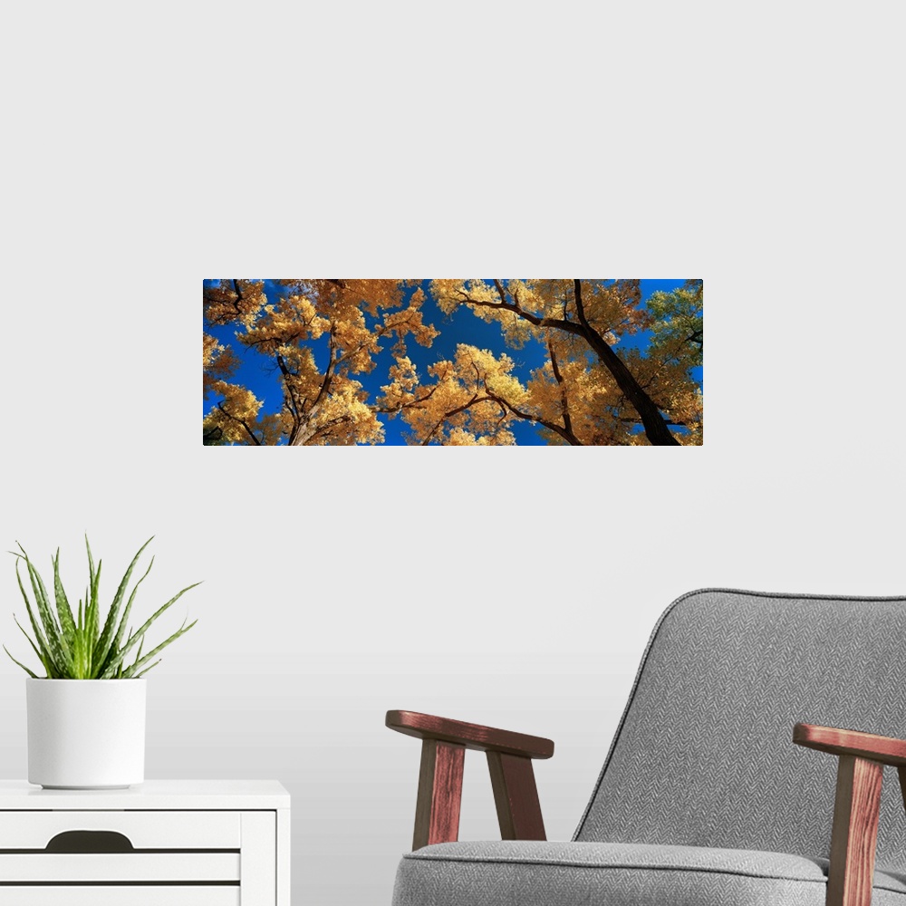 A modern room featuring Low angle view of cottonwood tree, Canyon De Chelly, Arizona