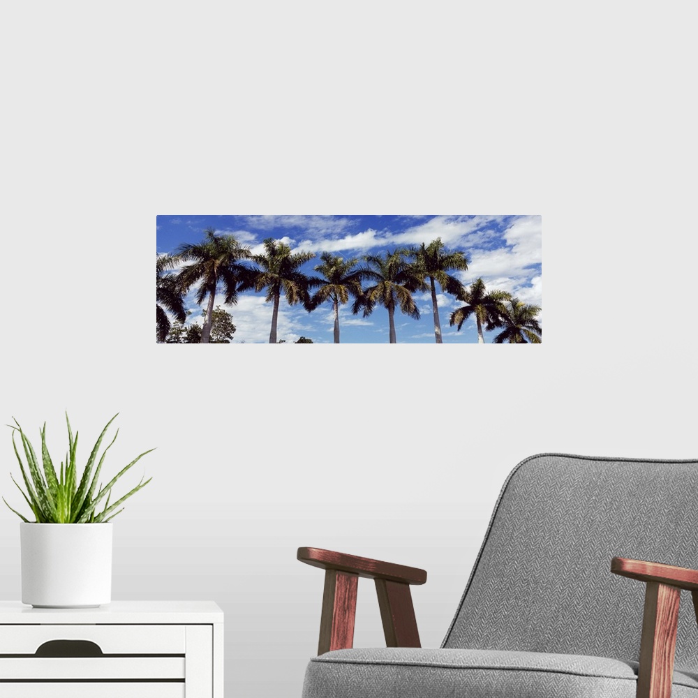 A modern room featuring Low angle view of palm trees Florida