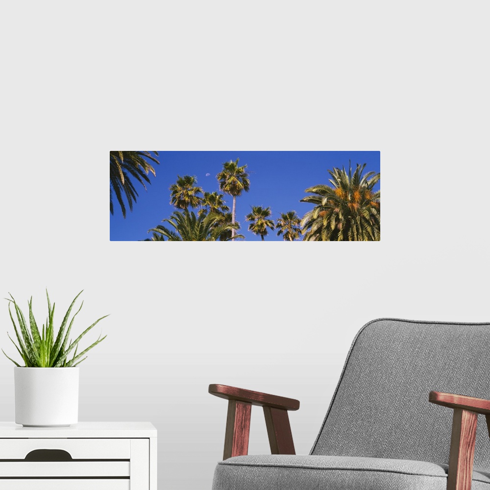 A modern room featuring Low angle view of palm trees, Santa Monica, Los Angeles County, California