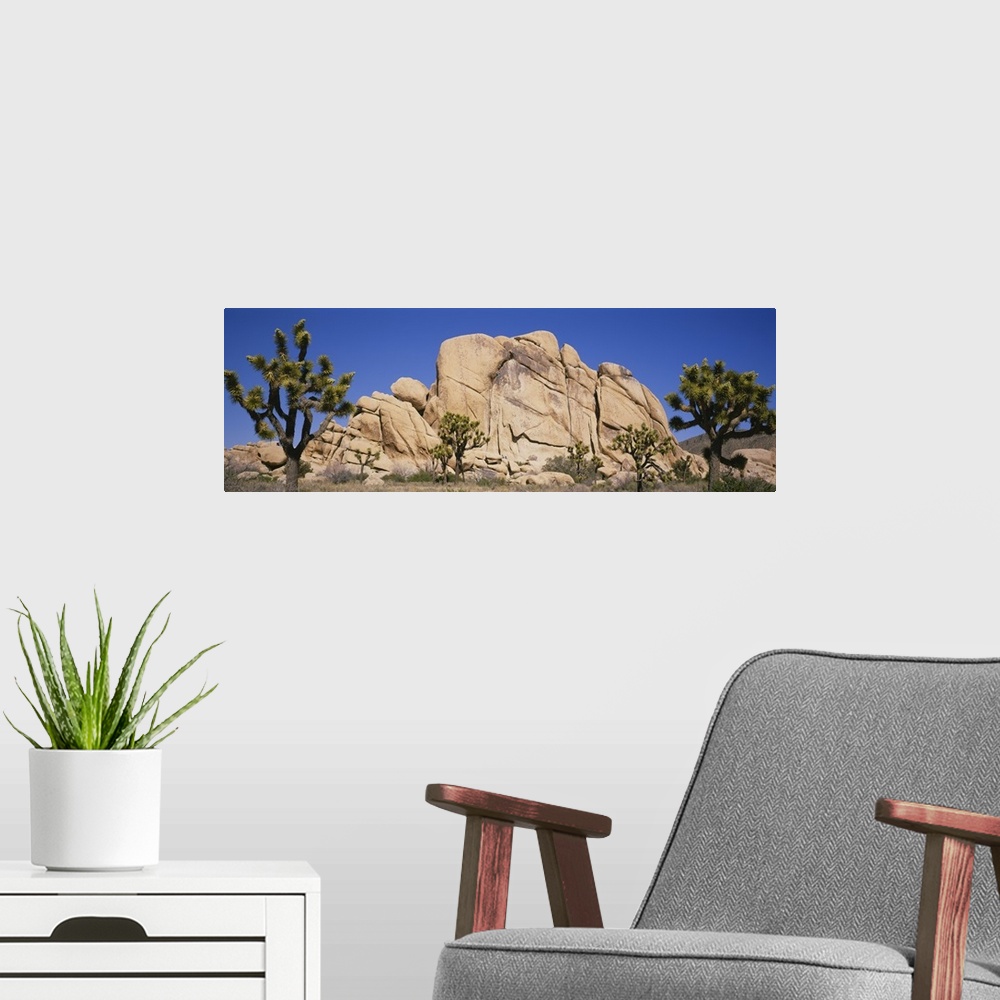 A modern room featuring Low angle view of trees and rocks in a park, Joshua Tree National Monument, California