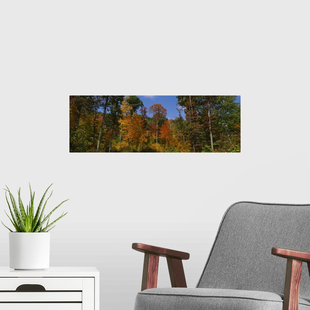 A modern room featuring Low angle view of trees in a forest, Savage River State Forest, Garrett County, Maryland