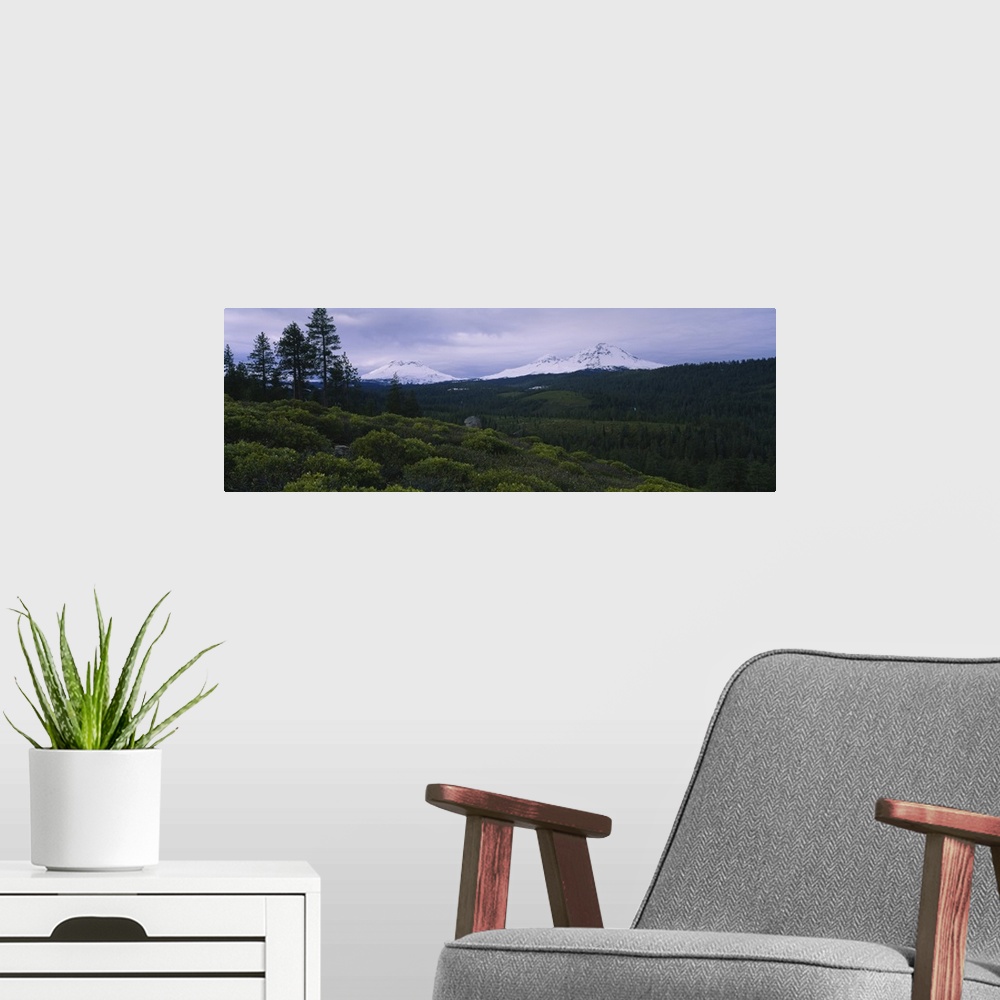 A modern room featuring Manzanita (Arctostaphylos manzanita) trees in a forest with mountains in the background, Three Si...