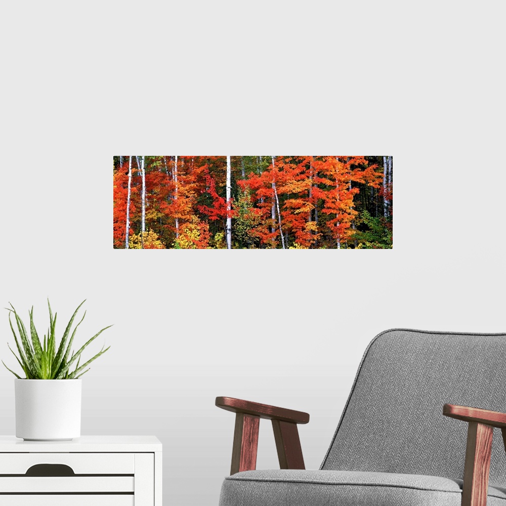 A modern room featuring Fall has come to the woods in this panoramic photograph on wall art for the home or office.