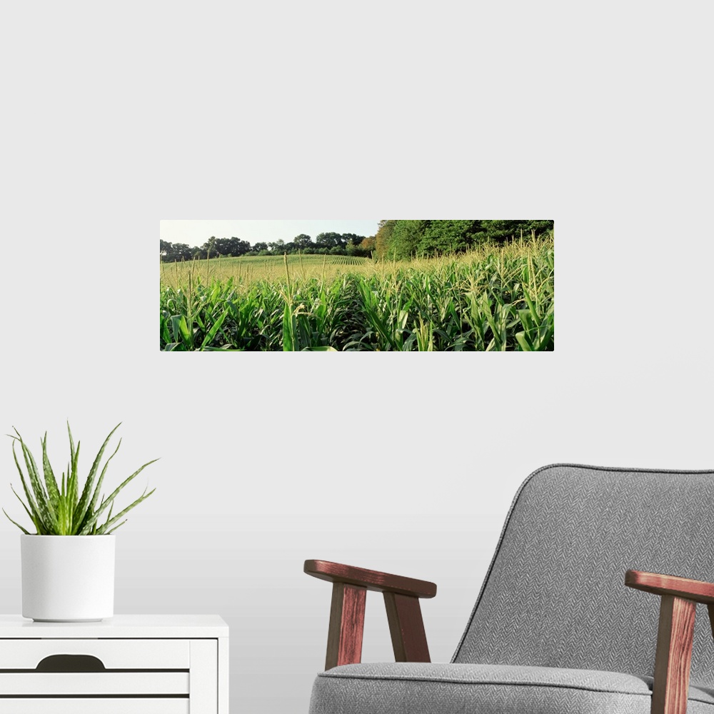 A modern room featuring Maryland, Baltimore County, cornfield