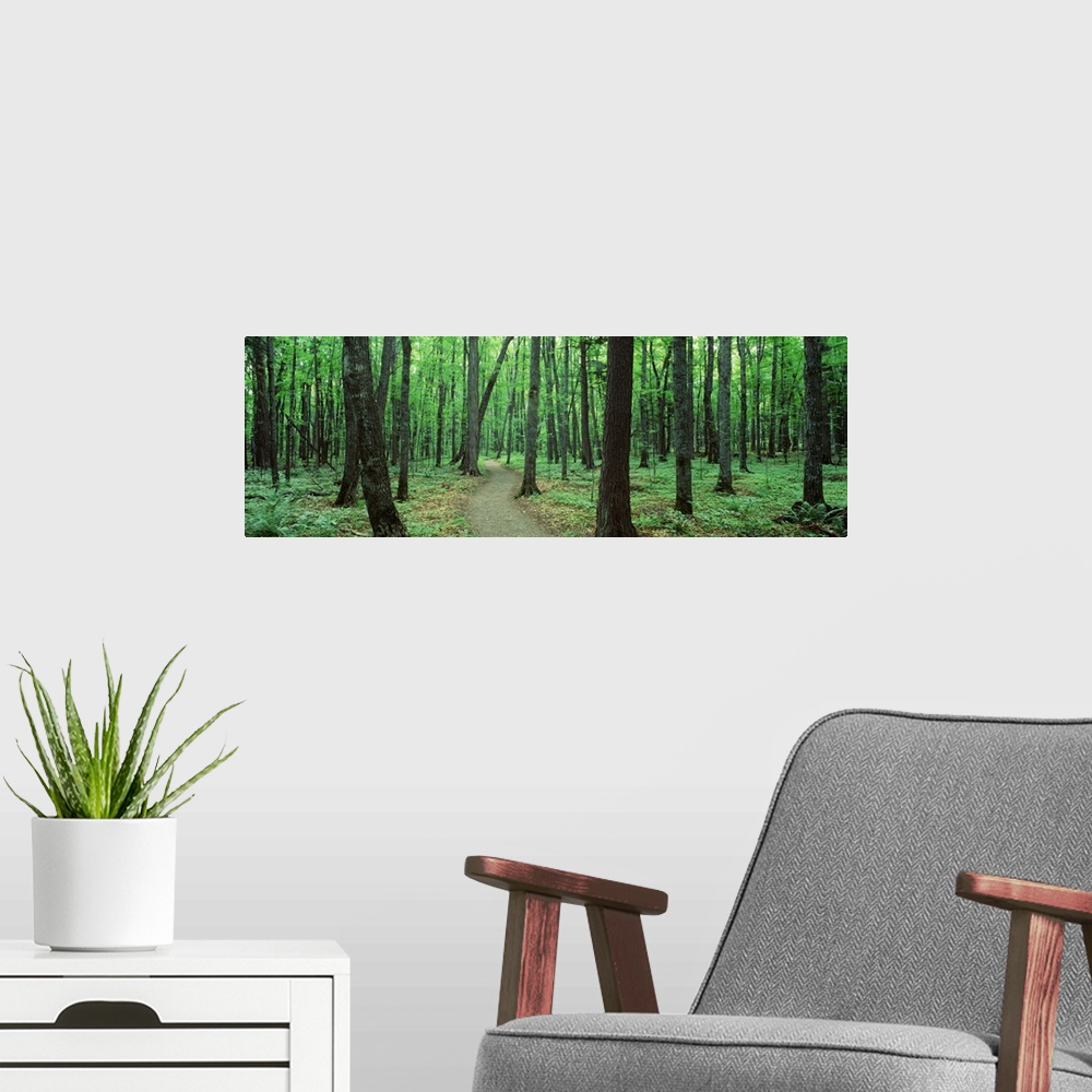 A modern room featuring Artwork perfect for the home or office of a panoramic shot of a forest with a walking path going ...