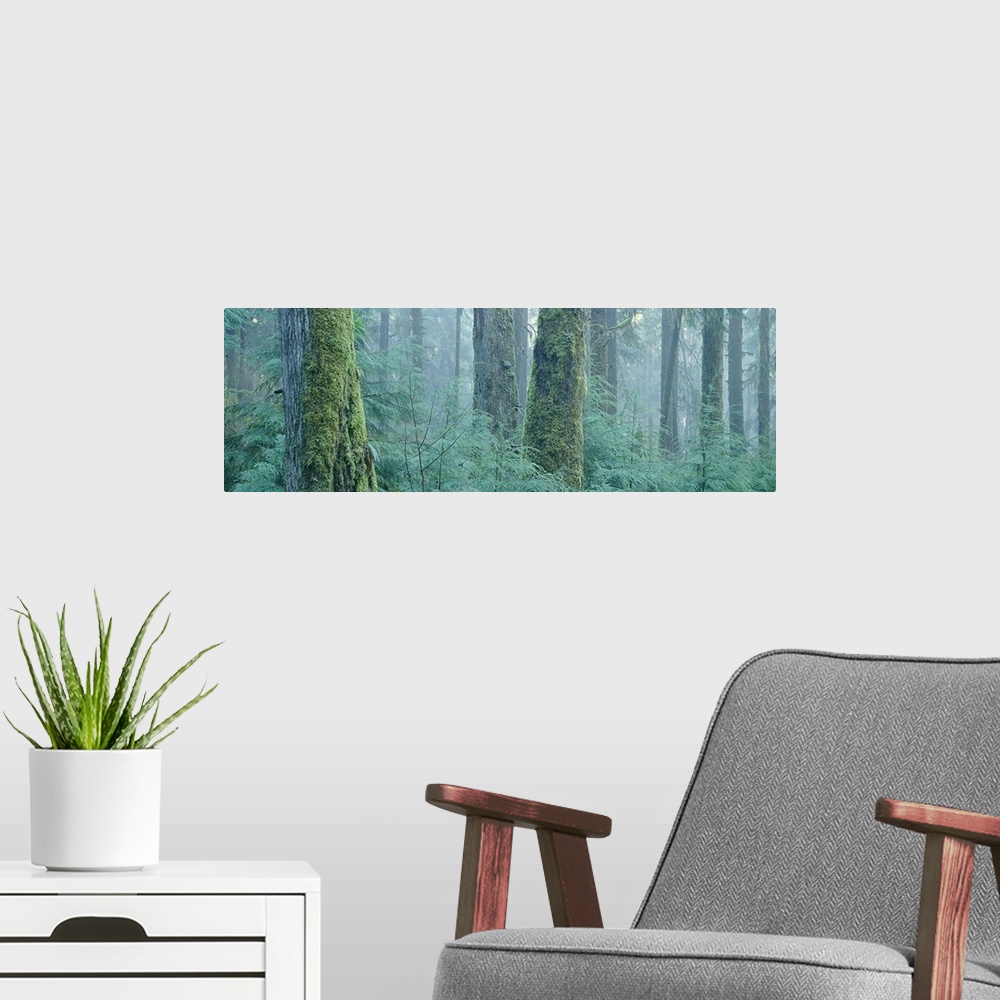 A modern room featuring Moss covered Douglas fir trees, Olympic National Park, Washington State