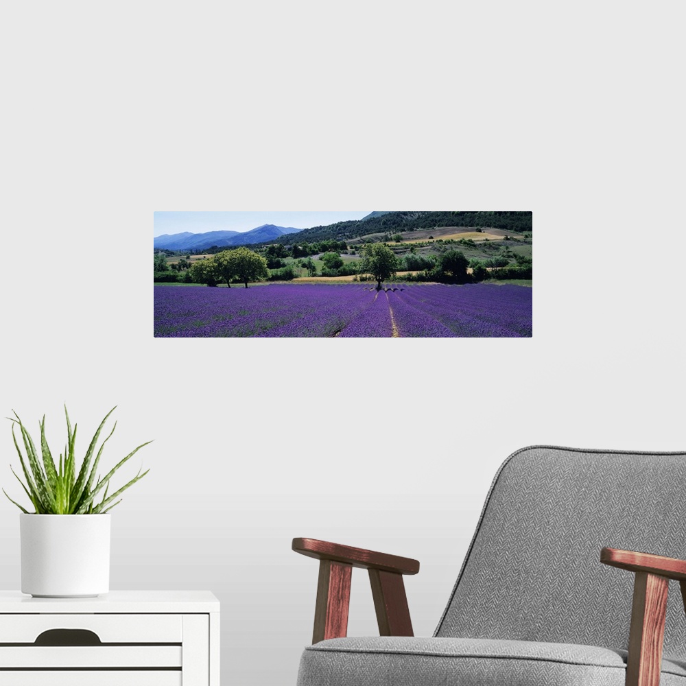 A modern room featuring Mountain behind a lavender field, Provence, France