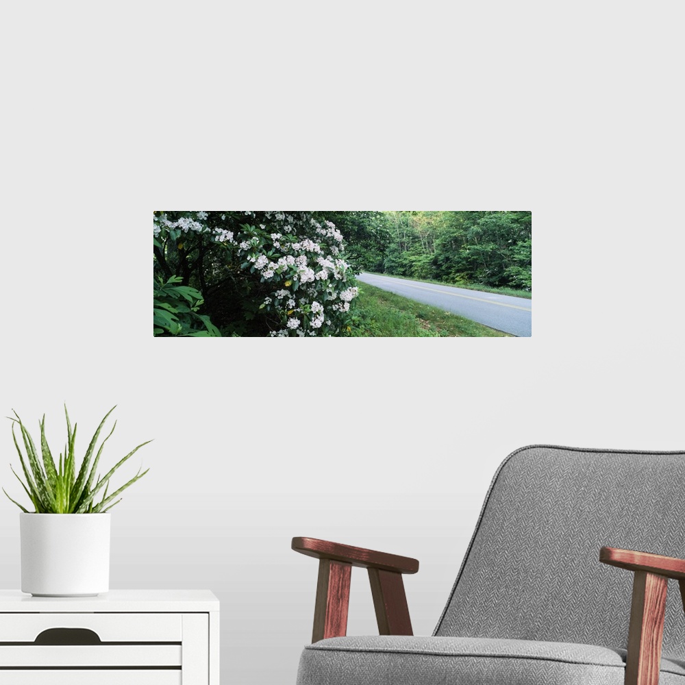 A modern room featuring Mountain Laurel (Kalmia latifolia) flowers at roadside, Blue Ridge Parkway, North Carolina