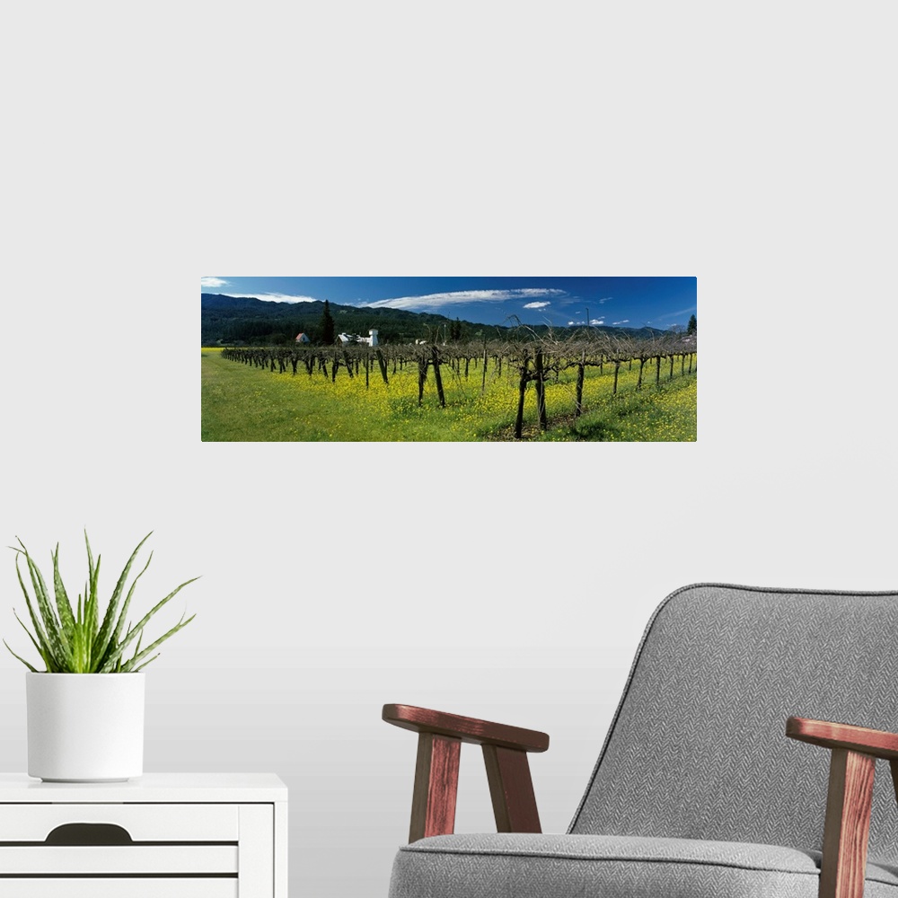 A modern room featuring Mustard crop in a vineyard near St. Helena Napa Valley Napa County California