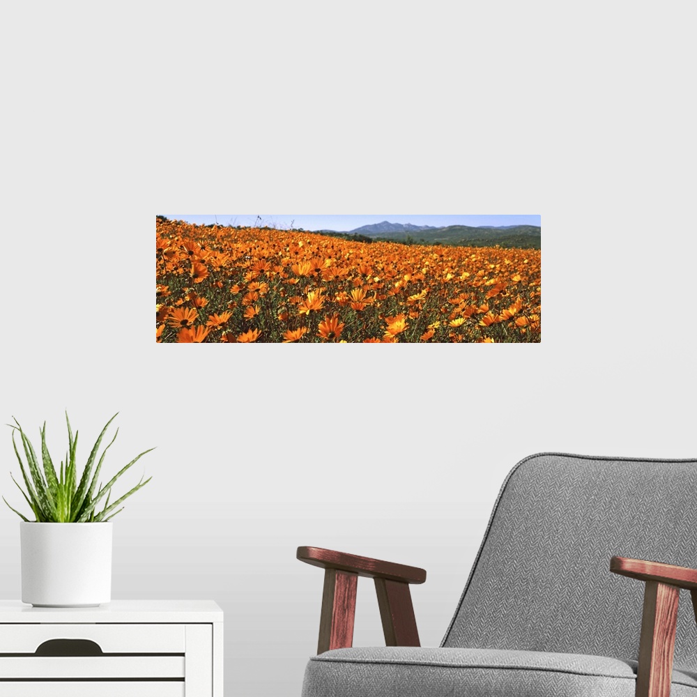 A modern room featuring Namaqua Parachute-Daisies flowers in a field, South Africa
