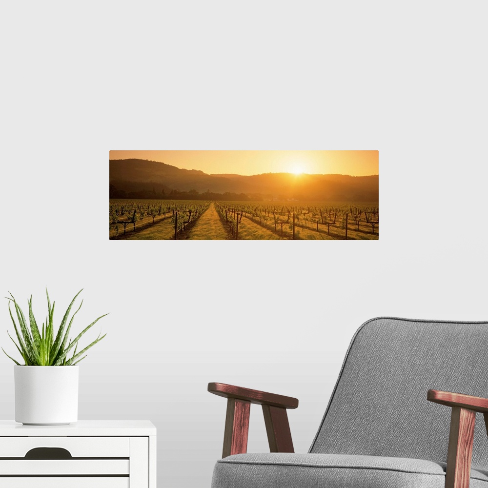 A modern room featuring A panoramic view of a Vineyard in Napa as the sun rises from behind the hills in the distance.