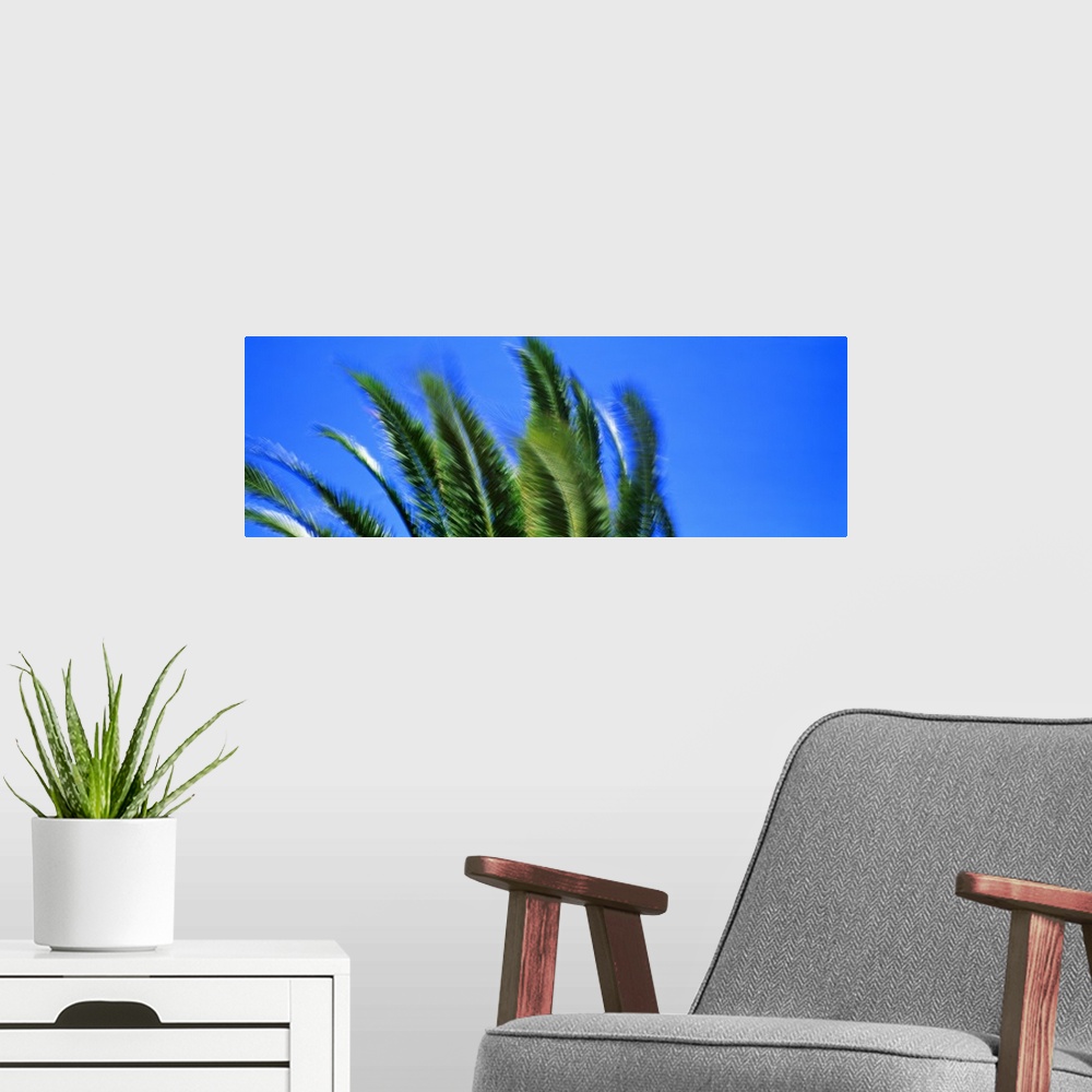 A modern room featuring Palm Tree Top In The Wind