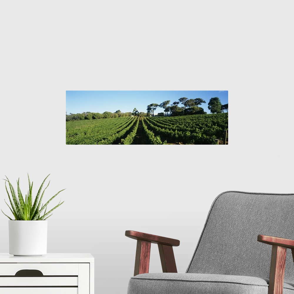 A modern room featuring Panoramic view of vineyards, Margaret River, Western Australia, Australia