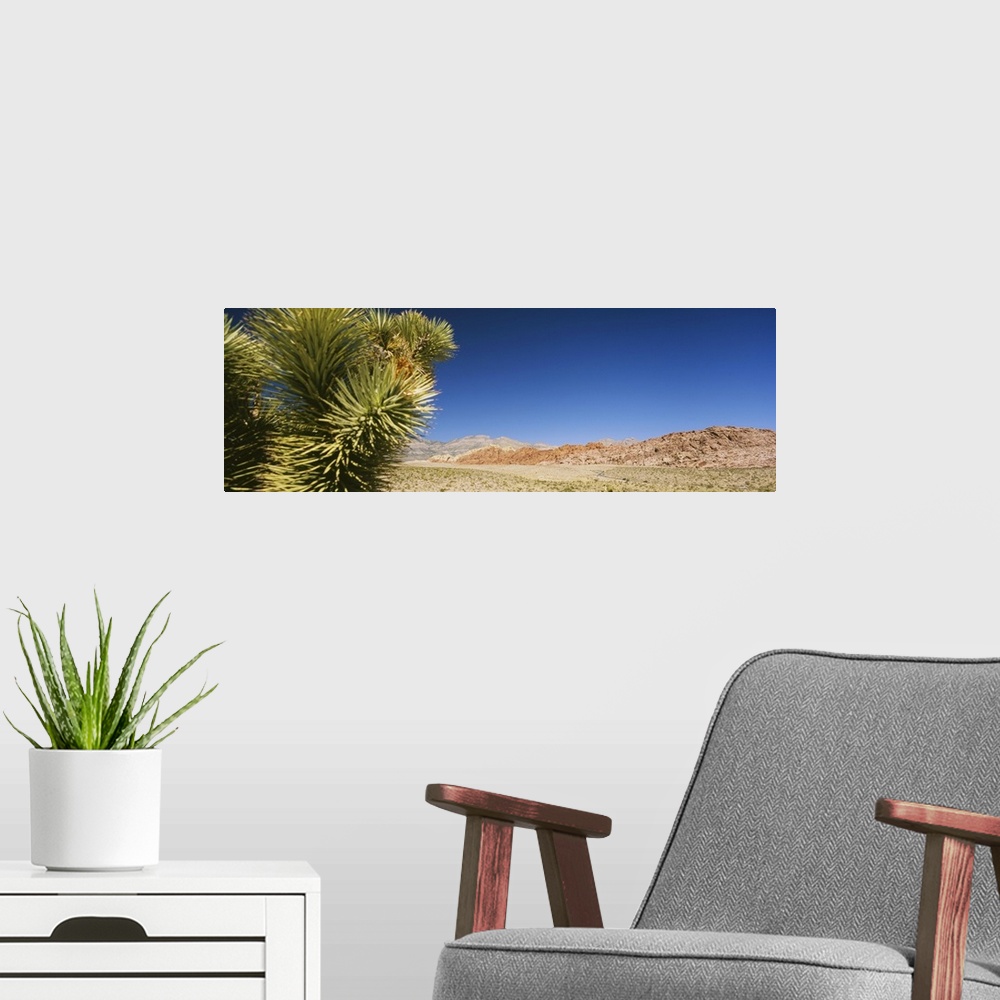 A modern room featuring Plant in a desert, Red Rock Canyon National Conservation Area, Clark County, Nevada