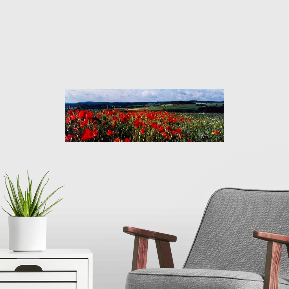 A modern room featuring Poppies growing in a field, rinzenberg, rhineland-palatinate, germany.