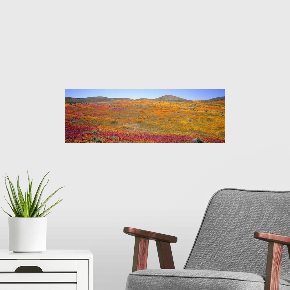 A modern room featuring Poppy Reserve Antelope Valley Mojave Desert CA