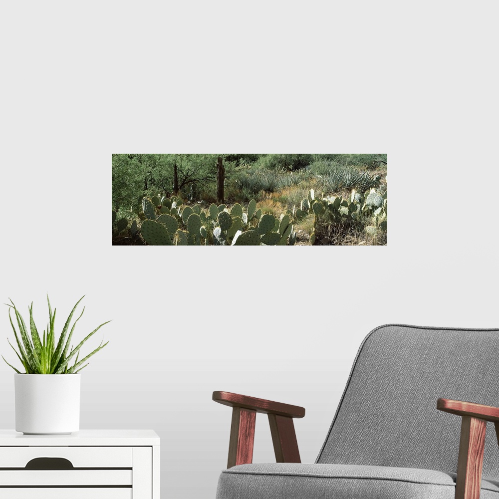 A modern room featuring Prickly pear cacti and mesquite plants in a field, Peach Springs Canyon, Grand Canyon National Pa...