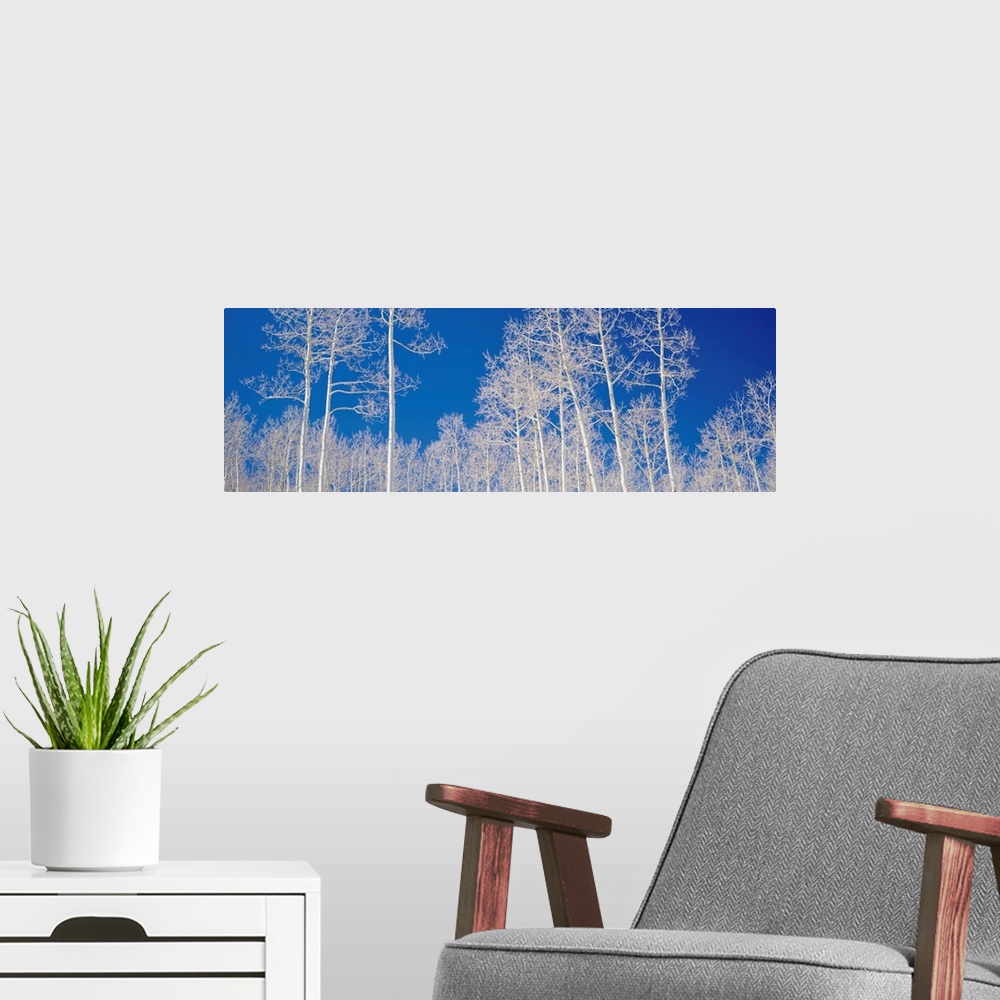 A modern room featuring Quaking Aspen Trees in Winter UT