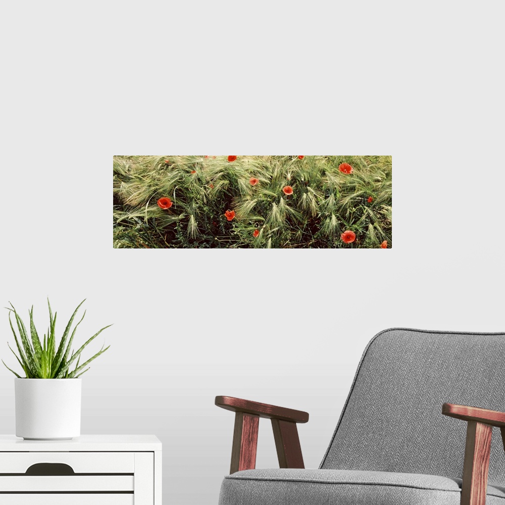 A modern room featuring Red poppies in a barley field, Baden Wurttemberg, Germany