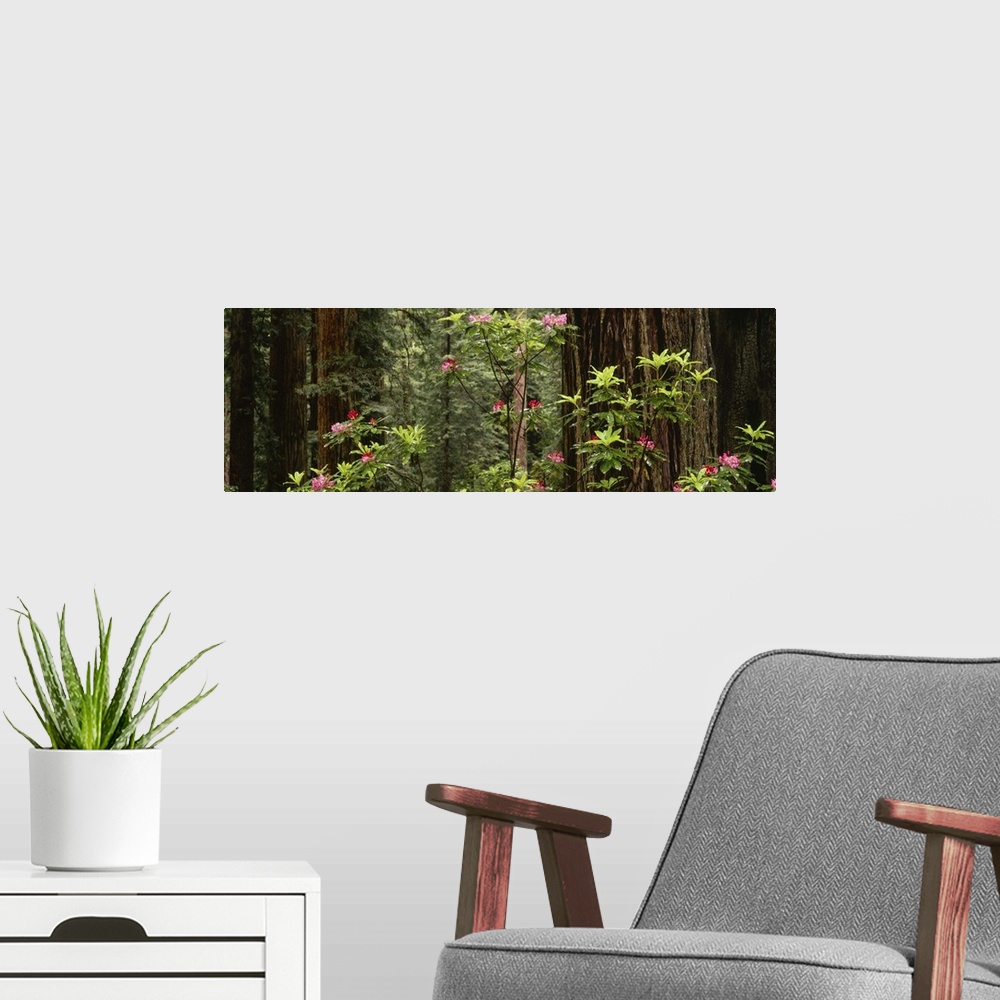 A modern room featuring Redwood (Sequoia sempervirens) trees with pink flowers in a forest, Redwood National Park, Califo...