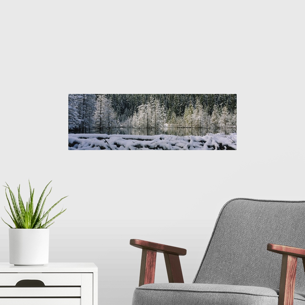 A modern room featuring Reflection of trees on water, Beaver Pond, Canmore, Alberta, Canada