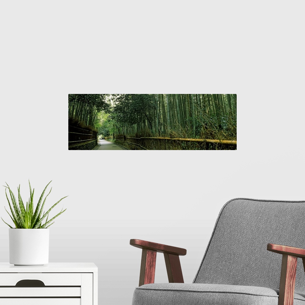 A modern room featuring Big, horizontal photograph of a small curving road leading through a very tall forest of dense ba...