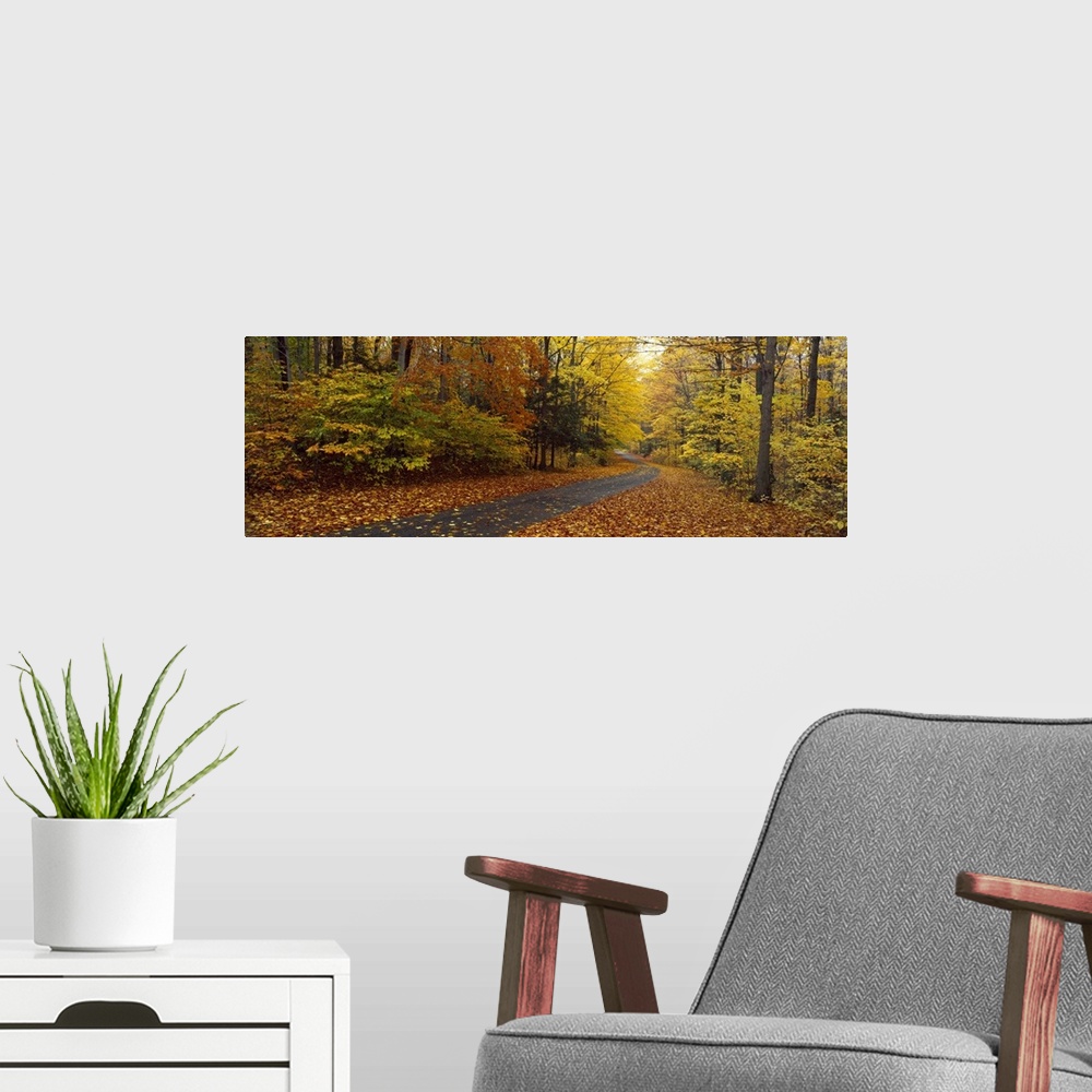 A modern room featuring Panoramic photograph on a large canvas of a winding path leading through a forest of fall foliage...