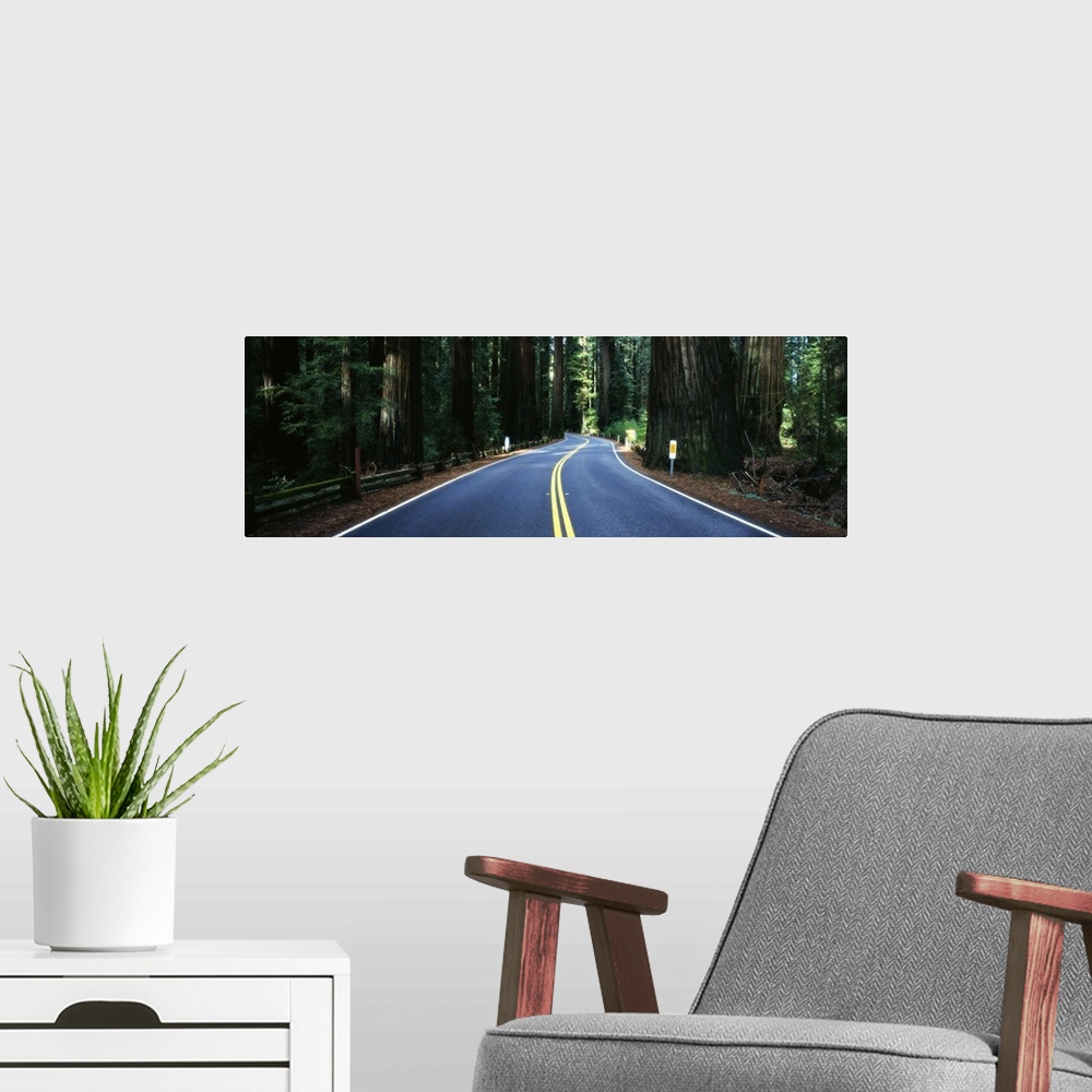 A modern room featuring Road winding through redwood forest, Highway 101 , California