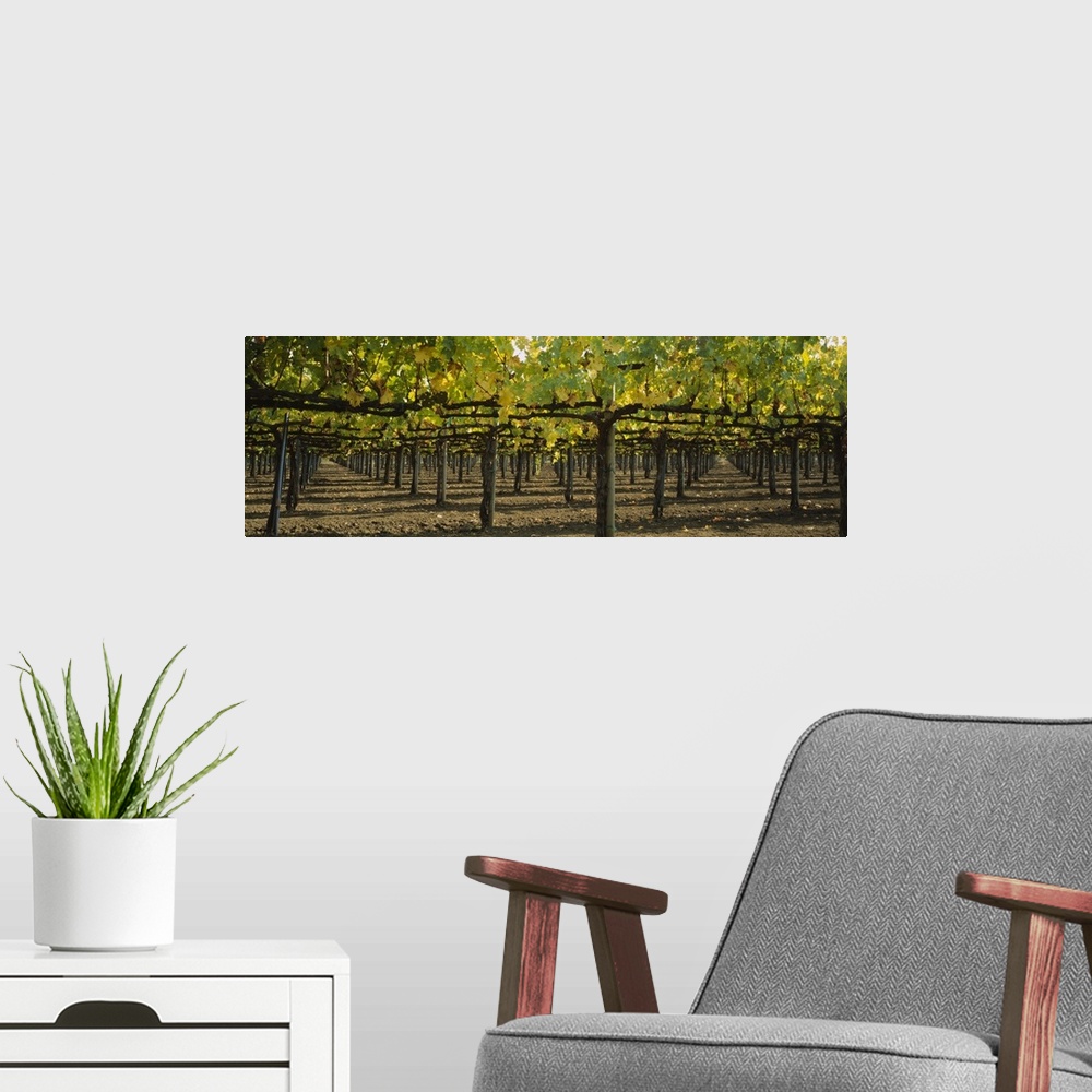 A modern room featuring Row of vines in a vineyard, Napa Valley, California