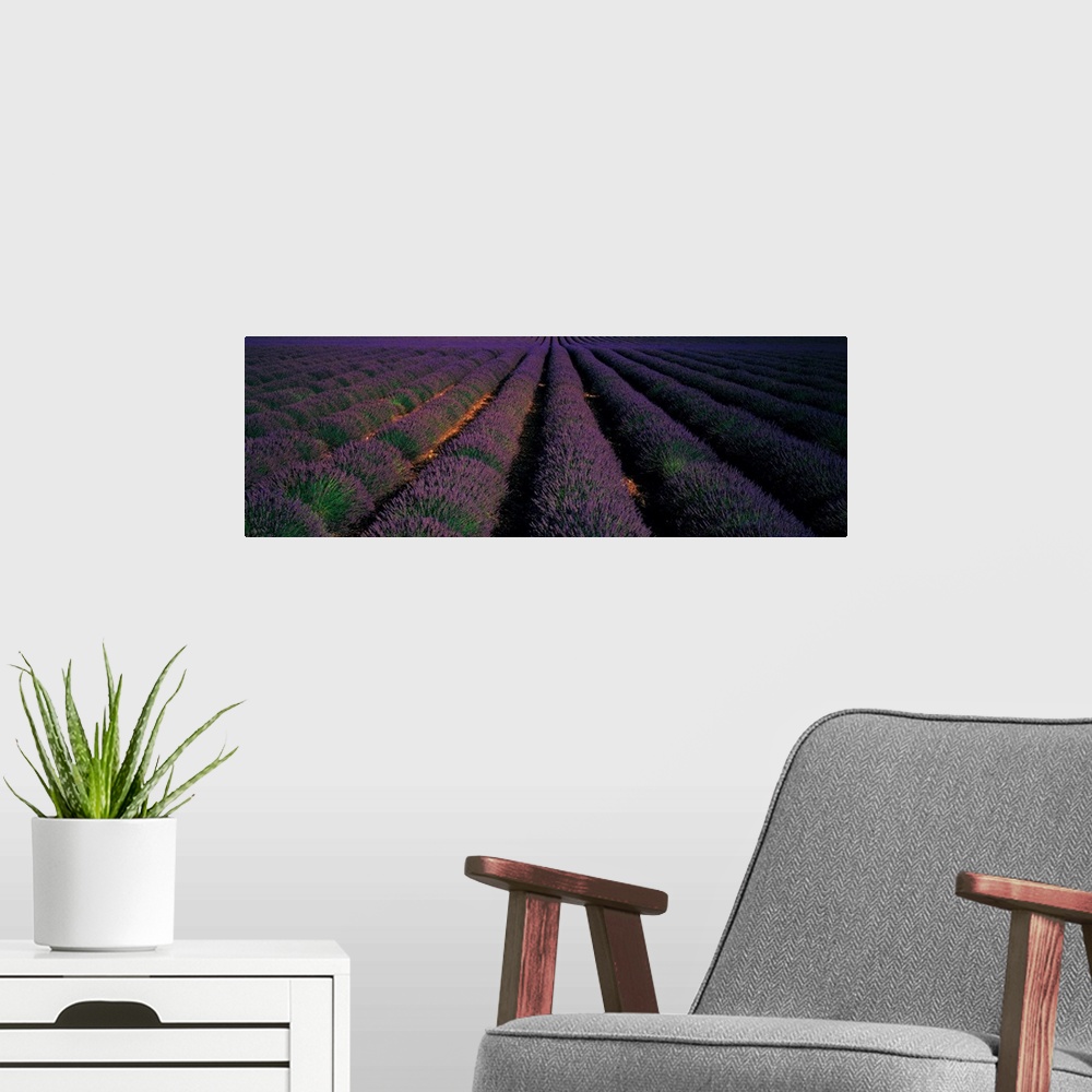 A modern room featuring Rows Lavender Field Valensole Provence France