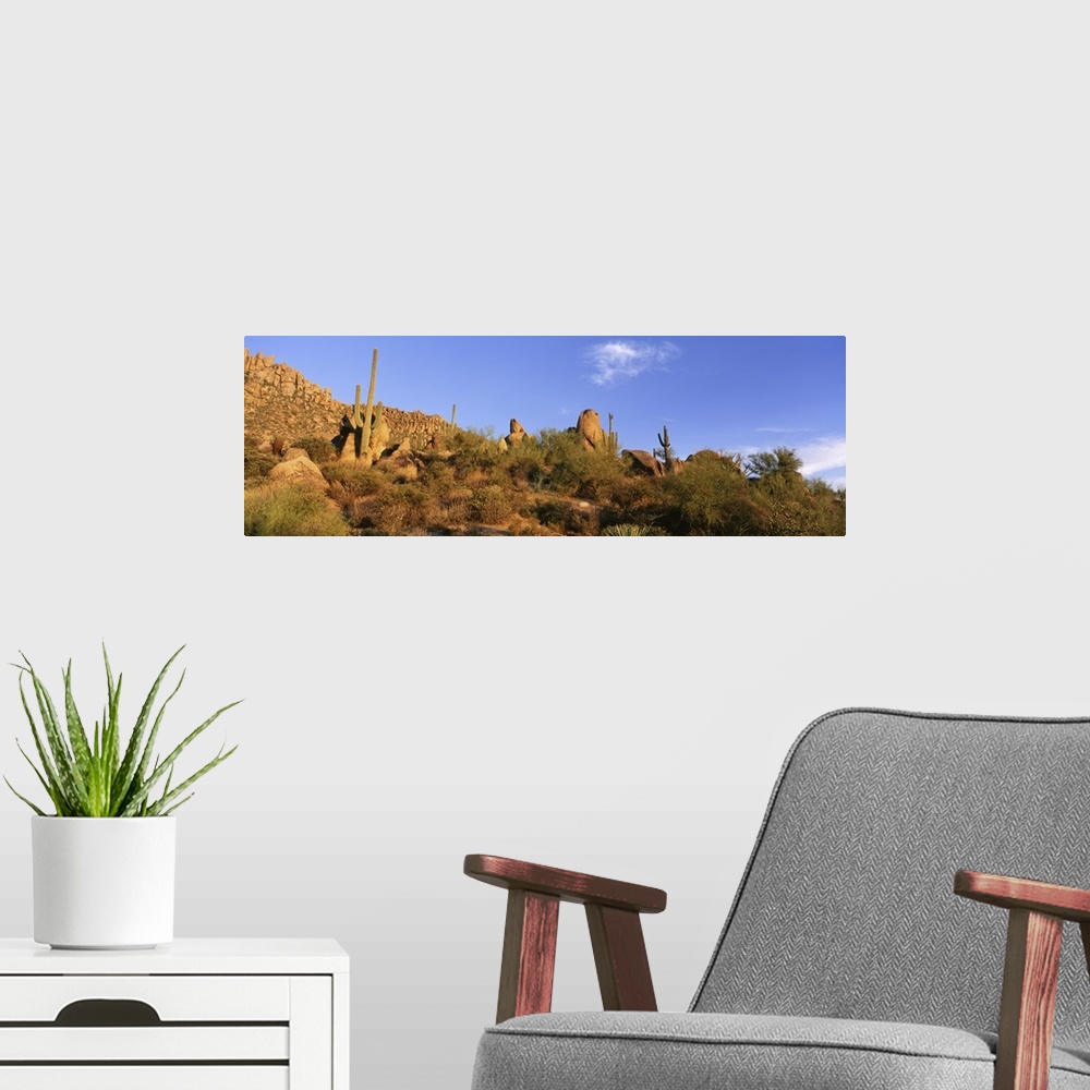A modern room featuring Saguaro Cactus Sonoran Desert AZ