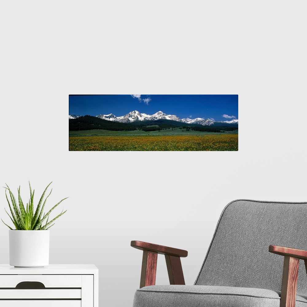 A modern room featuring Panoramic image of a field of wildflowers blooming in front of the Sawtooth Mountains in Stanley,...