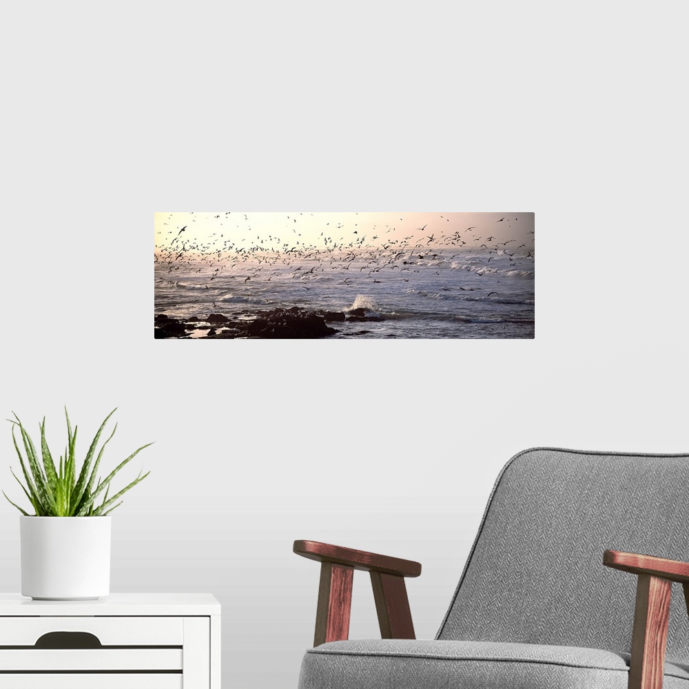 A modern room featuring Seagulls flying at a coast in the morning, Baie De Quiberon, Brittany, France