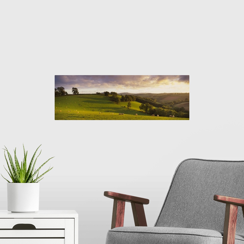 A modern room featuring Sheep grazing in a field, Bickleigh, Mid Devon, Devon, England