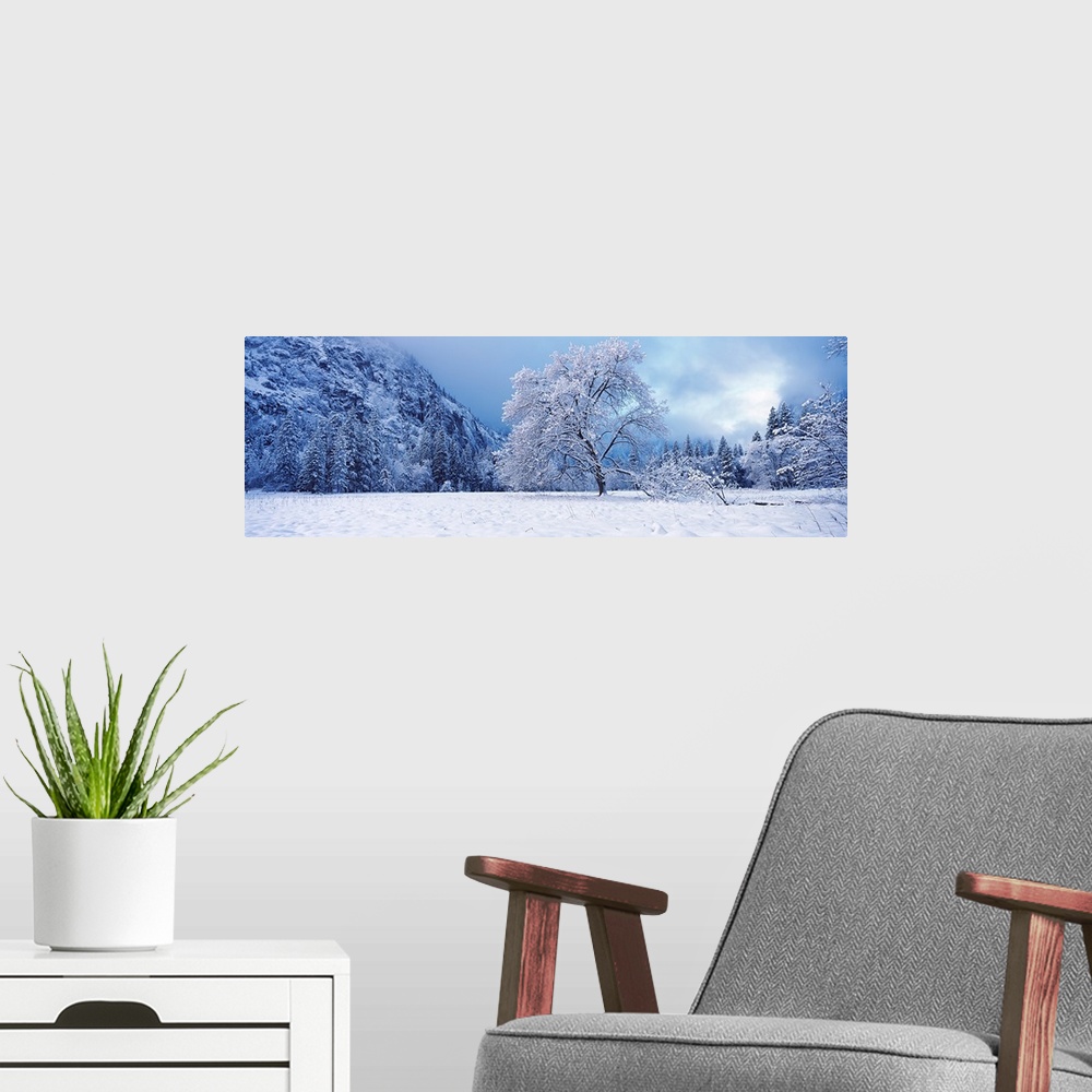 A modern room featuring Snow covered oak tree in a valley, Yosemite National Park, California,