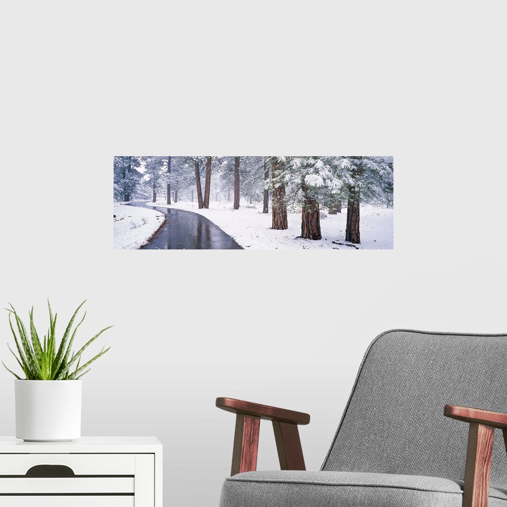 A modern room featuring Snow covered trees in a forest, Grand Canyon National Park, Arizona