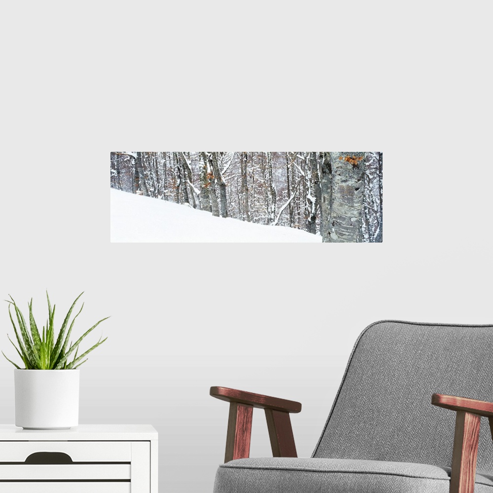 A modern room featuring Snow covered trees on a mountain, Apennines, Umbria, Italy