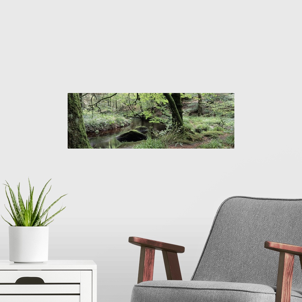 A modern room featuring Stream passing through a forest, Huelgoat Forest, Huelgoat, Brittany, France