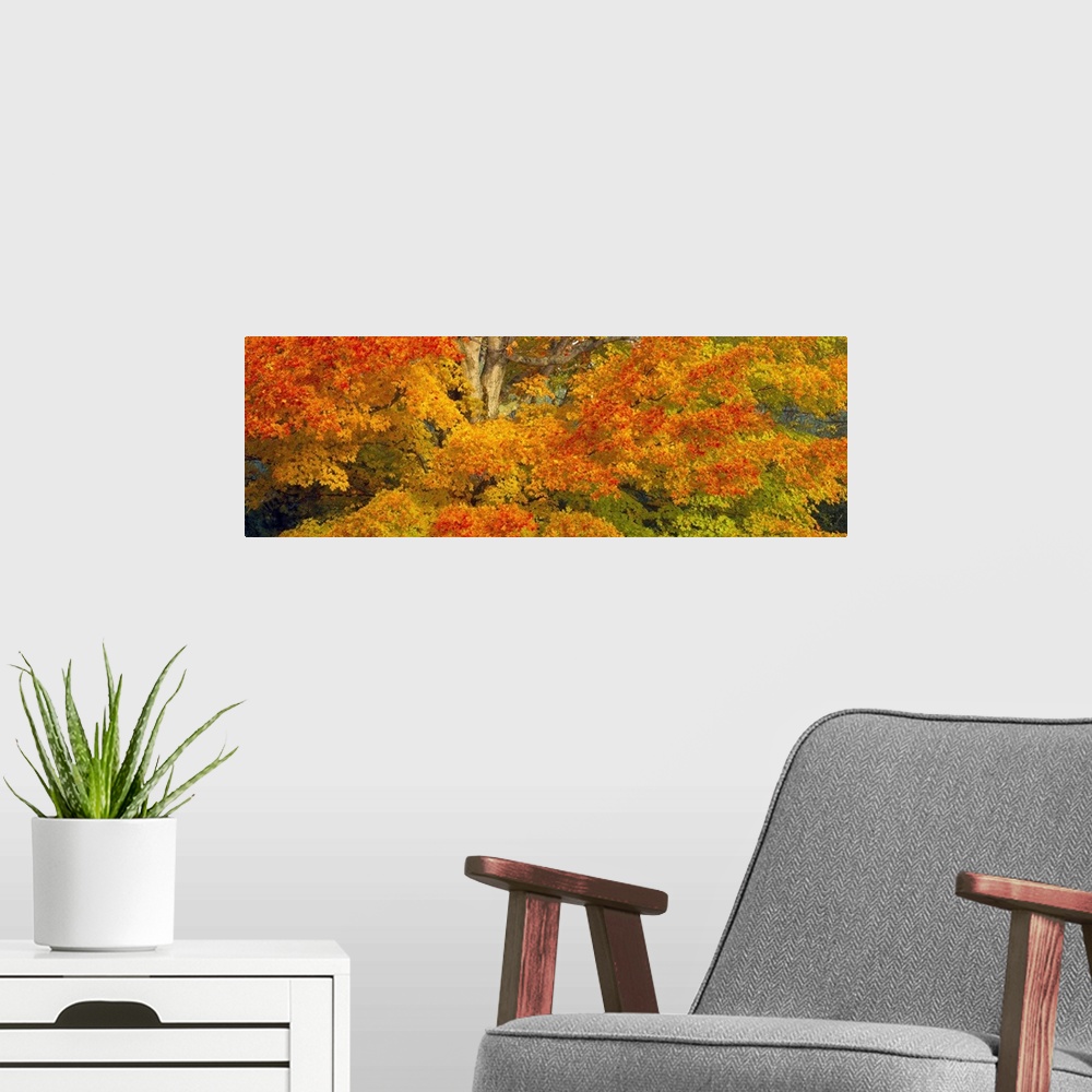 A modern room featuring Giant, horizontal close up photograph of a sugar maple tree with bright fall foliage in White Mou...